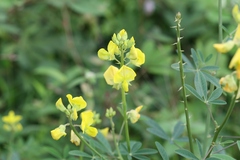 Crotalaria quinquefolia